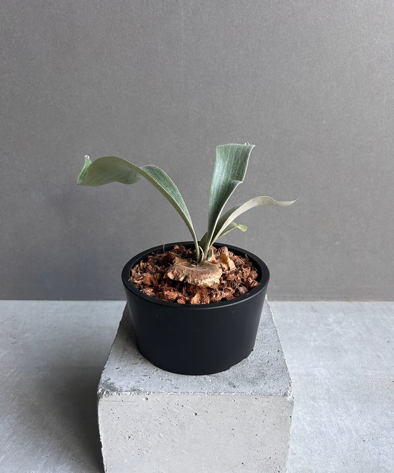 ビカクシダ ポール ホワイター(子株)「Platycerium Paul Whiter (pu