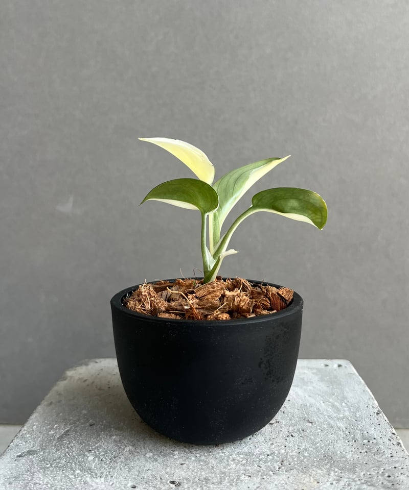 【特価】Scindapsus Lakambini スキンダプサス　ラカンビニ 特価】Scindapsus Lakambini スキンダプサス ラカンビニ - メルカリ