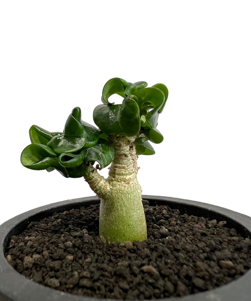 アデニウム D.H.A (獅子葉) ドワーフ 「Adenium D.H.A (Dorset H アデニウム D.H.A (獅子葉) ドワーフ 「Adenium D.H.A (Dorset H