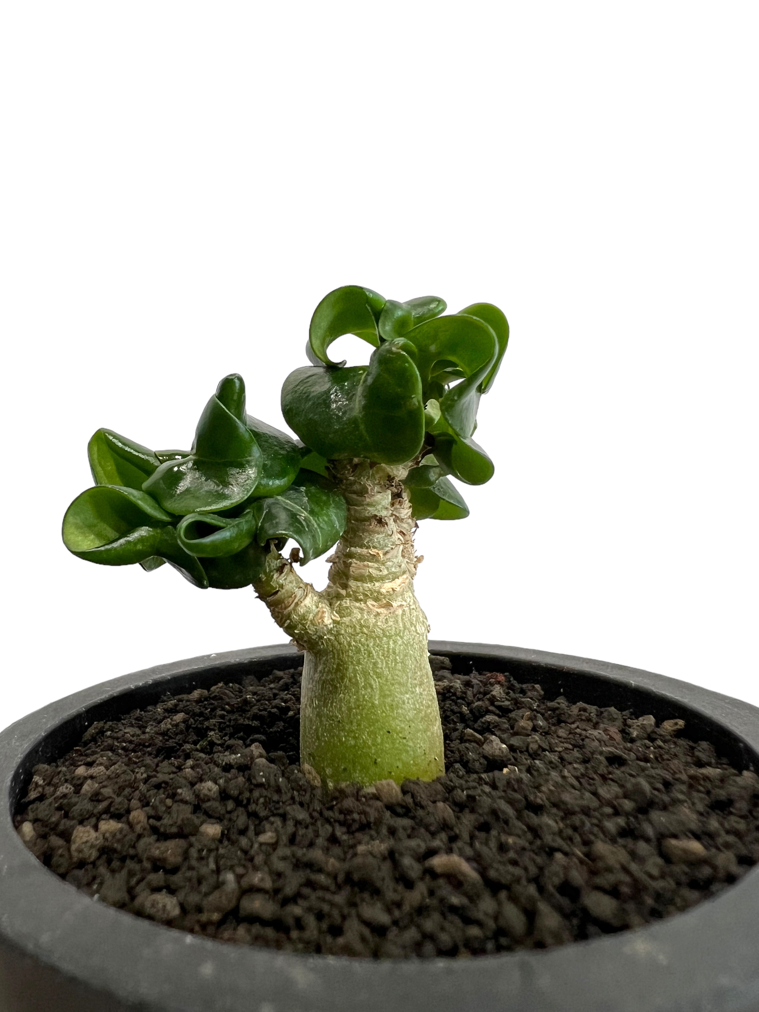 アデニウム D.H.A (獅子葉) ドワーフ 「Adenium D.H.A (Dorset H