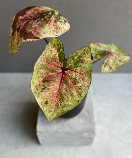 CATEGORY カラジューム | SHOUCHIKUEN