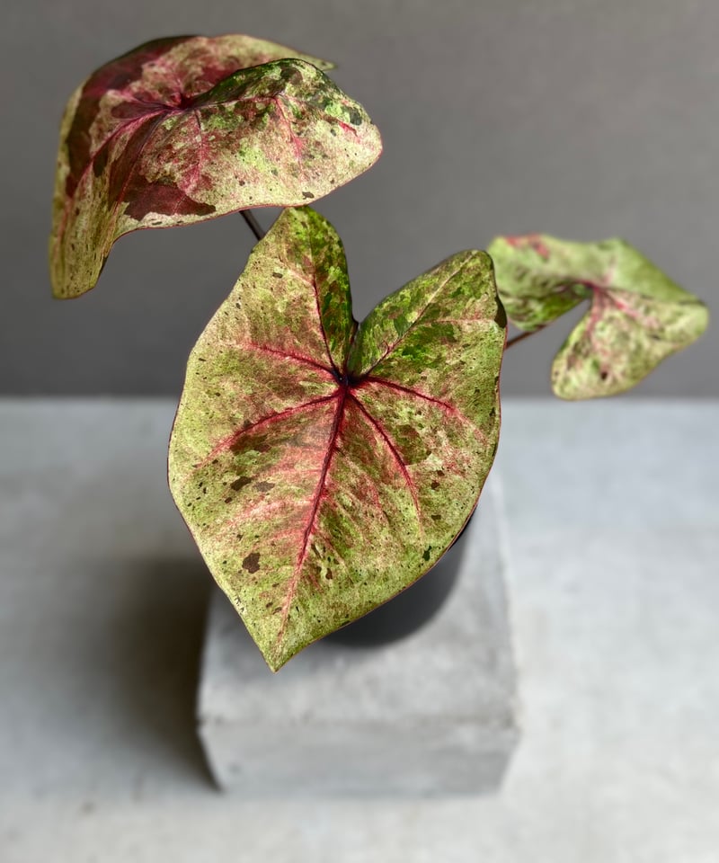 カラジューム ハイブリッド “ダルマ” 「Caladium Hybrid “Daruma”」5