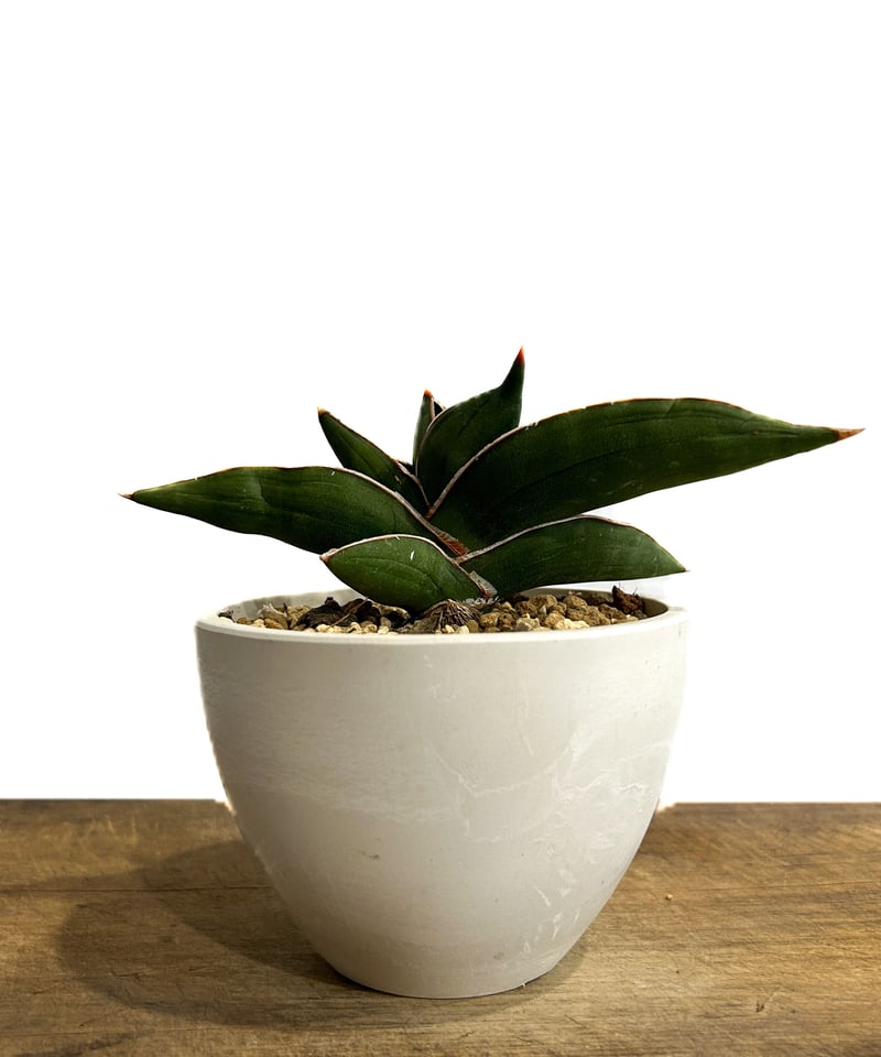 サンセベリア サムライ ドワーフ「Sansevieria samurai dwarf」7/27