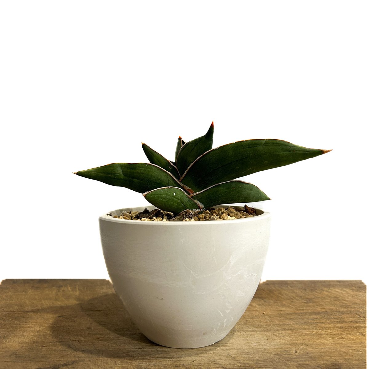 サンセベリア サムライ ドワーフ「Sansevieria samurai dwarf」7/27