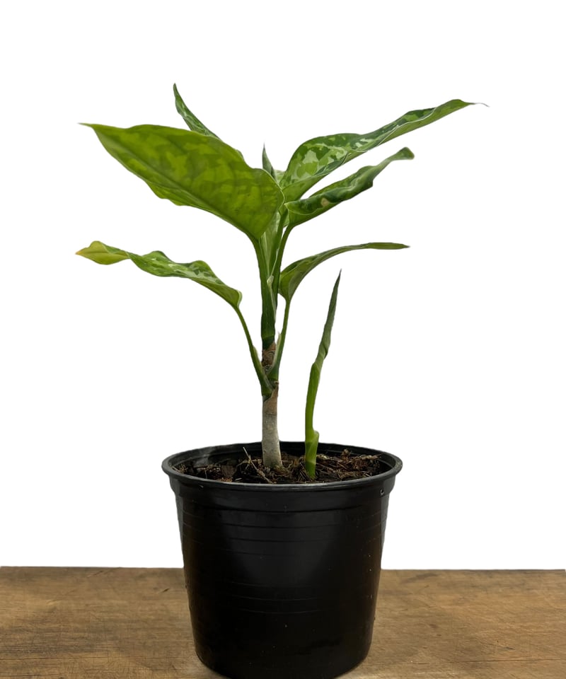 アグラオネマ ピクタム トリカラー「Aglaonema pictum tricolor
