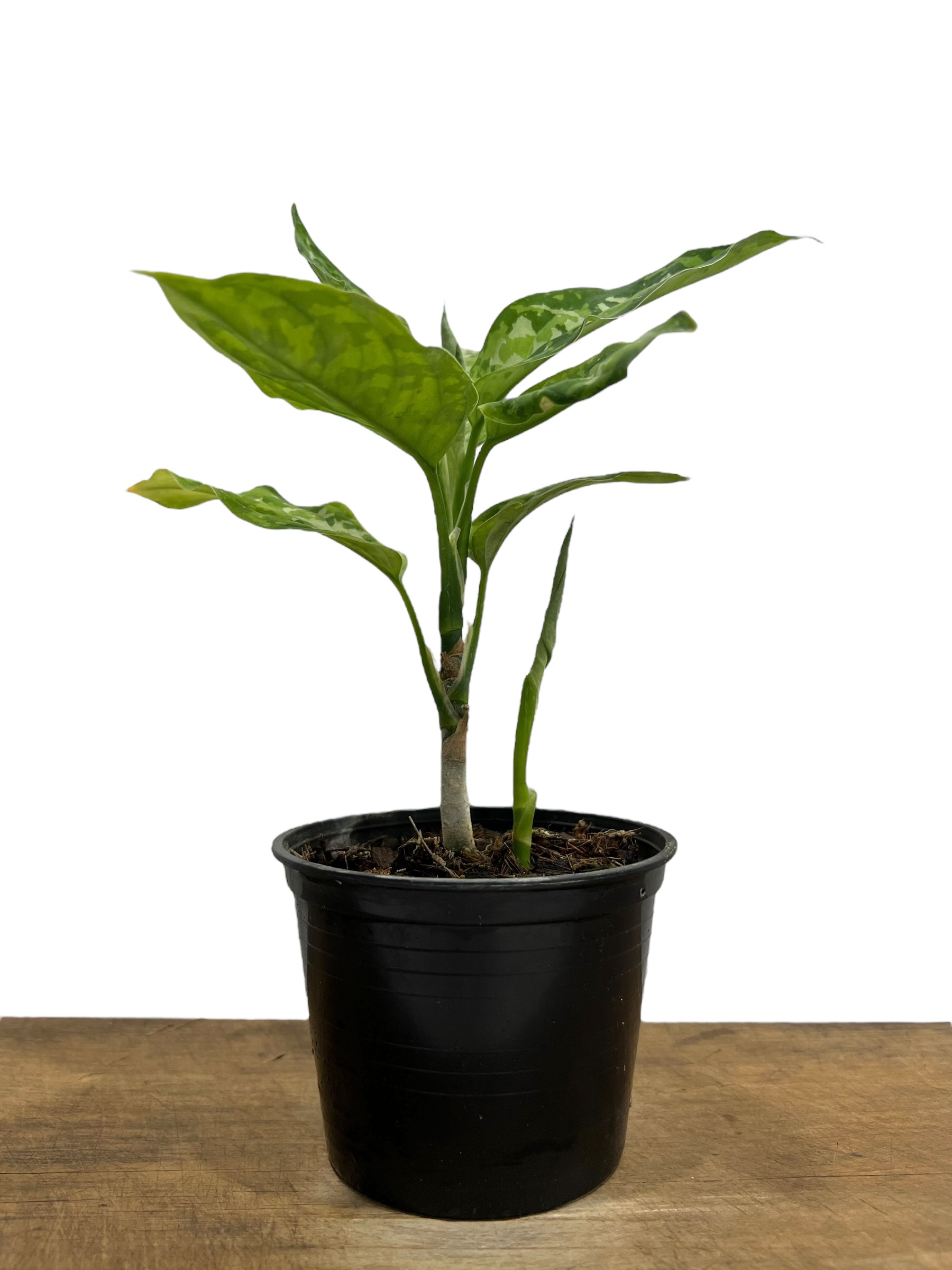 アグラオネマ ピクタム トリカラー「Aglaonema pictum tricolor」69P