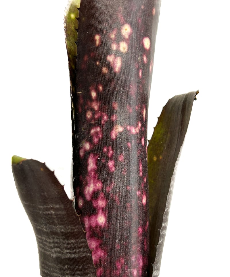 ビルベルギア ダースベイダー「Billbergia 'Darth vader'」3/17 ビルベルギア ダースベイダー「Billbergia 'Darth vader'」3/17