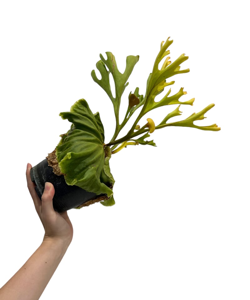 ビカクシダ リドレイ(by ヌクル) 「Platycerium ridleyi (by Nuk
