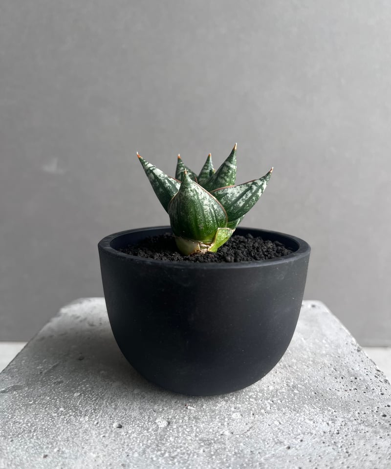 サンセベリア ニラパット(ドワーフ) 「Sansevieria Nilaphat (by