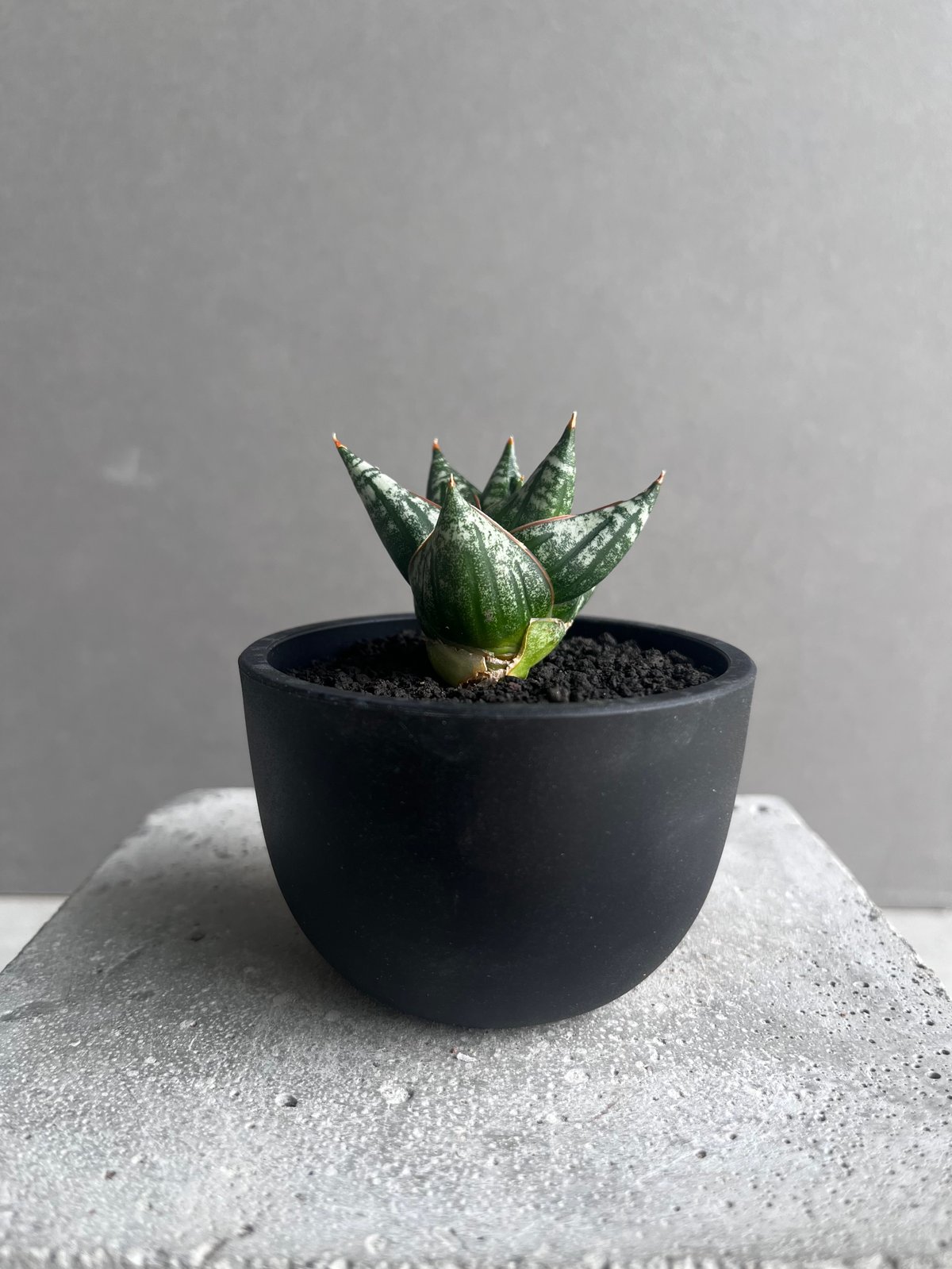 サンセベリア ニラパット(ドワーフ) 「Sansevieria Nilaphat (by Un