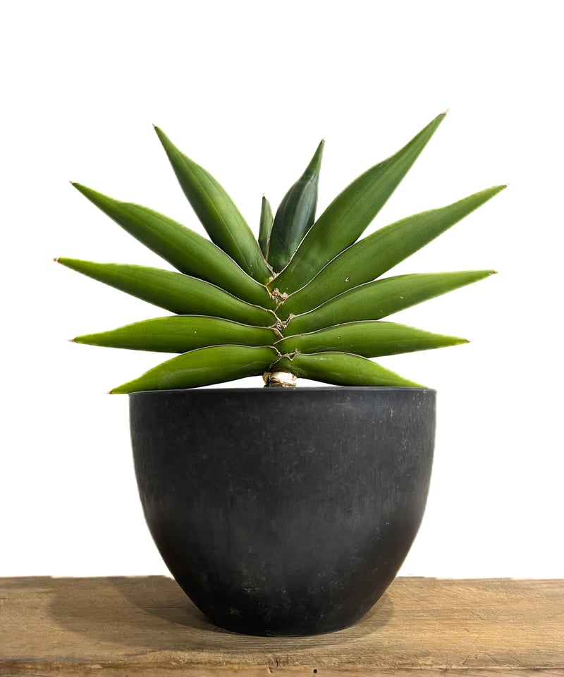サンセベリア サワディー 「Sansevieria Sawasdee」39E-4 | SHOU