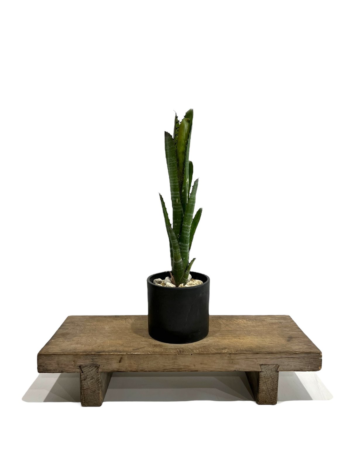 ビルベルギア タルボット 「Talbot creseent moon 」 ビルベルギア タルボット 「Talbot creseent moon 」 Billbergia