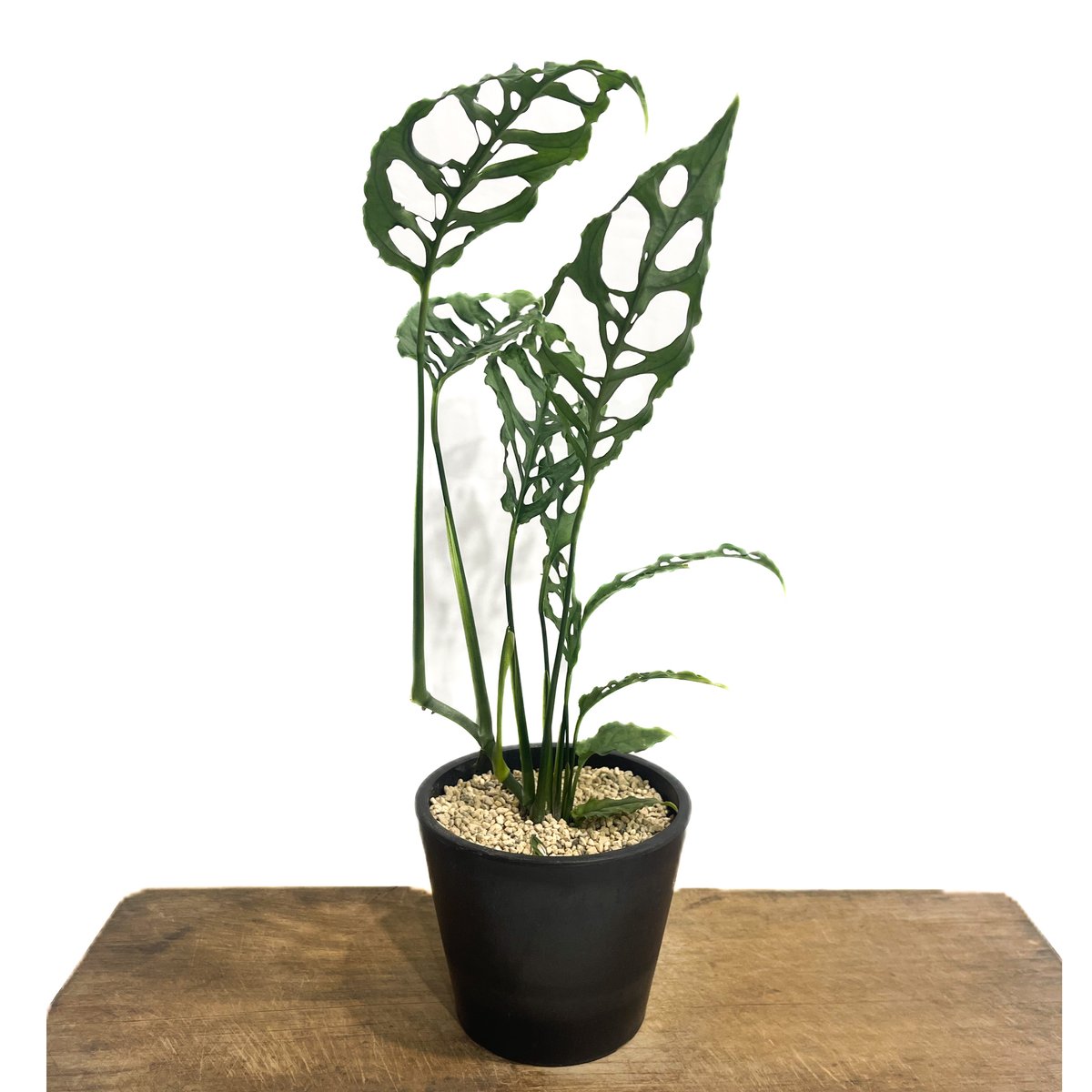 モンステラ オブリクア ペルー「Monstera obliqua Peru」79G-3 | S...