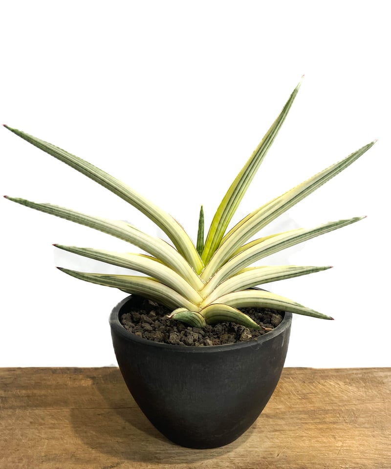 高質で安価 サンセベリア royal 斑入り「Sansevieria ロイヤルクラウン サンスベリア