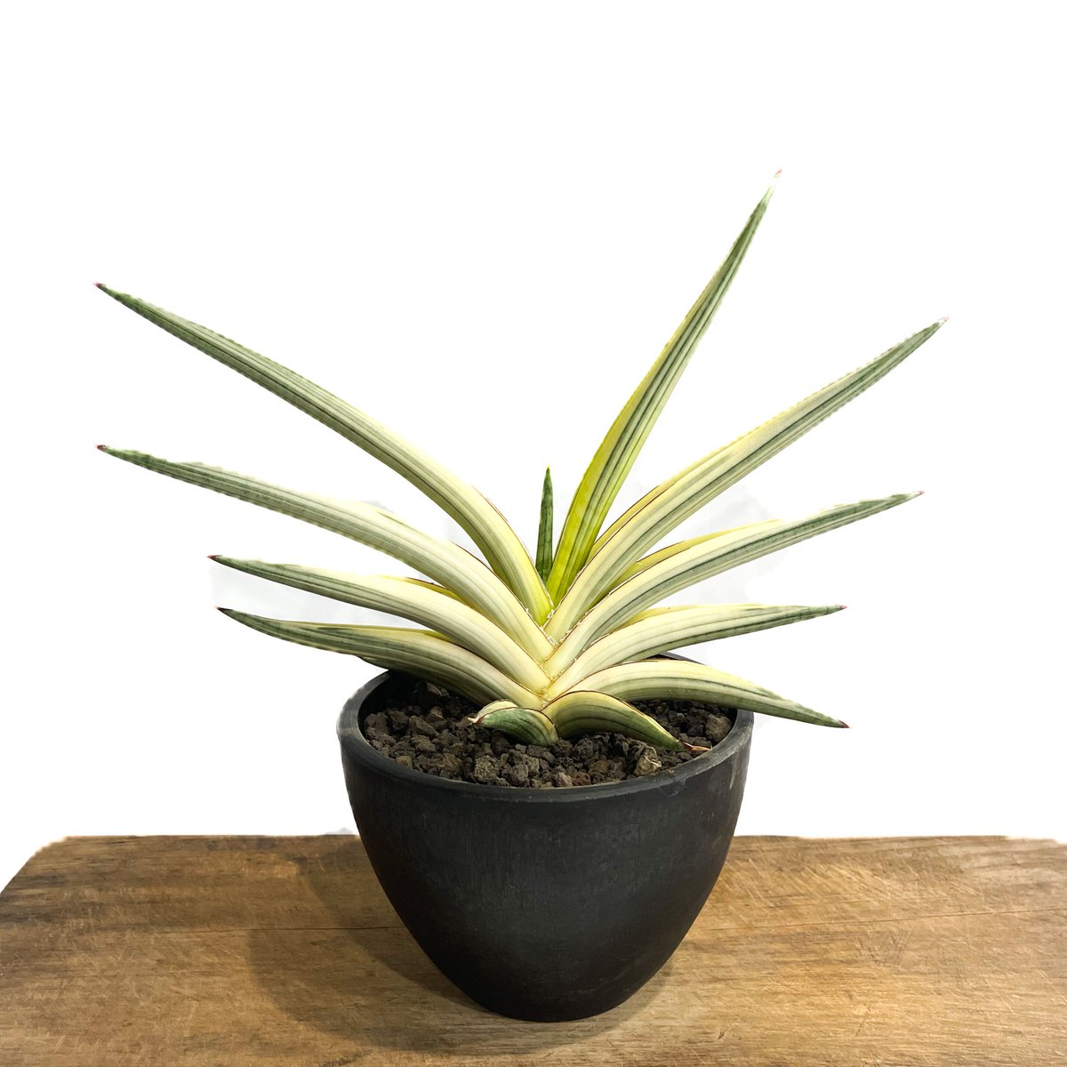 サンセベリア ロイヤルクラウン 斑入り「Sansevieria royal サンセベリア ロイヤルクラウン 斑入り「Sansevieria royal