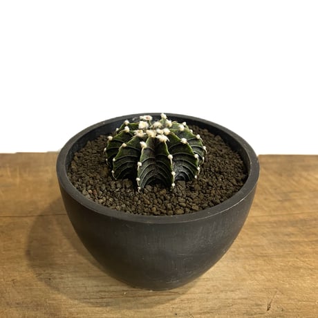 ギムノカリキウム  フリードリヒ “VOS1241” KG 「Gymnocalycium friedrichii “VOS1241” KG 」70E-1
