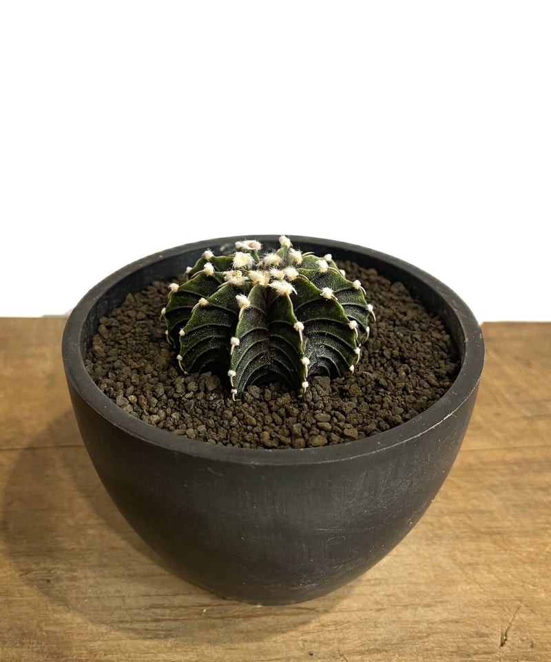 ギムノカリキウム フリードリヒ “VOS1241” KG 「Gymnocalycium fr