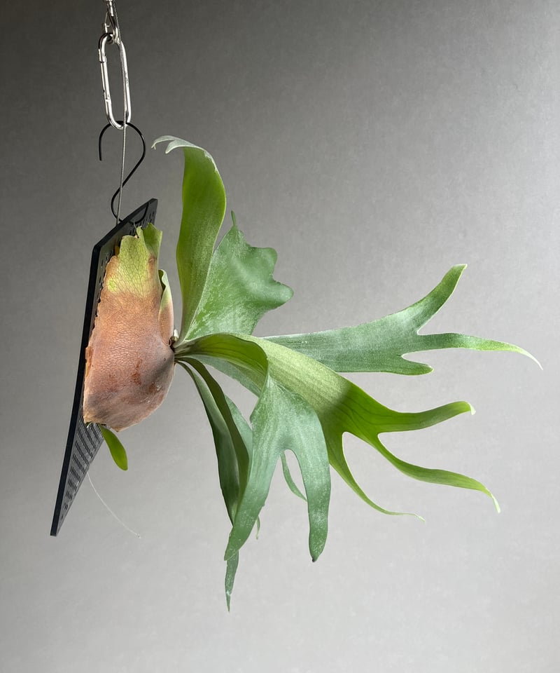 p.Bifurcatum cv.FirstLove ビカクシダplatyceri