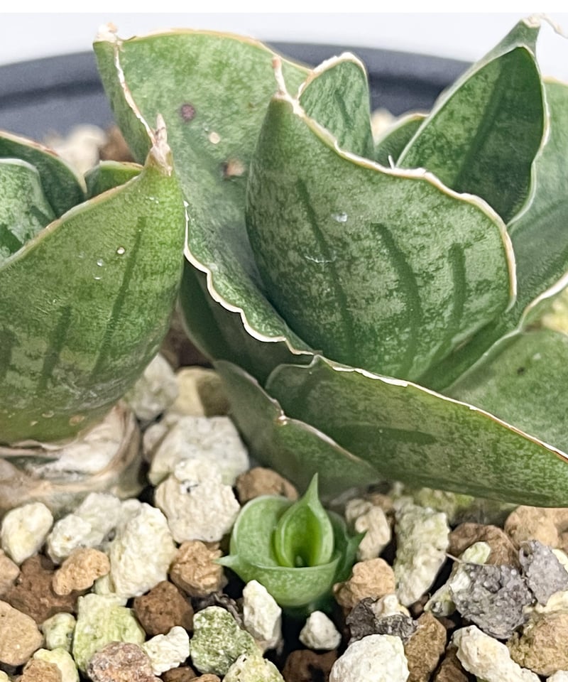 サンセベリア ミニ ローズ「Sansevieria Mini Rose (by Unyaman