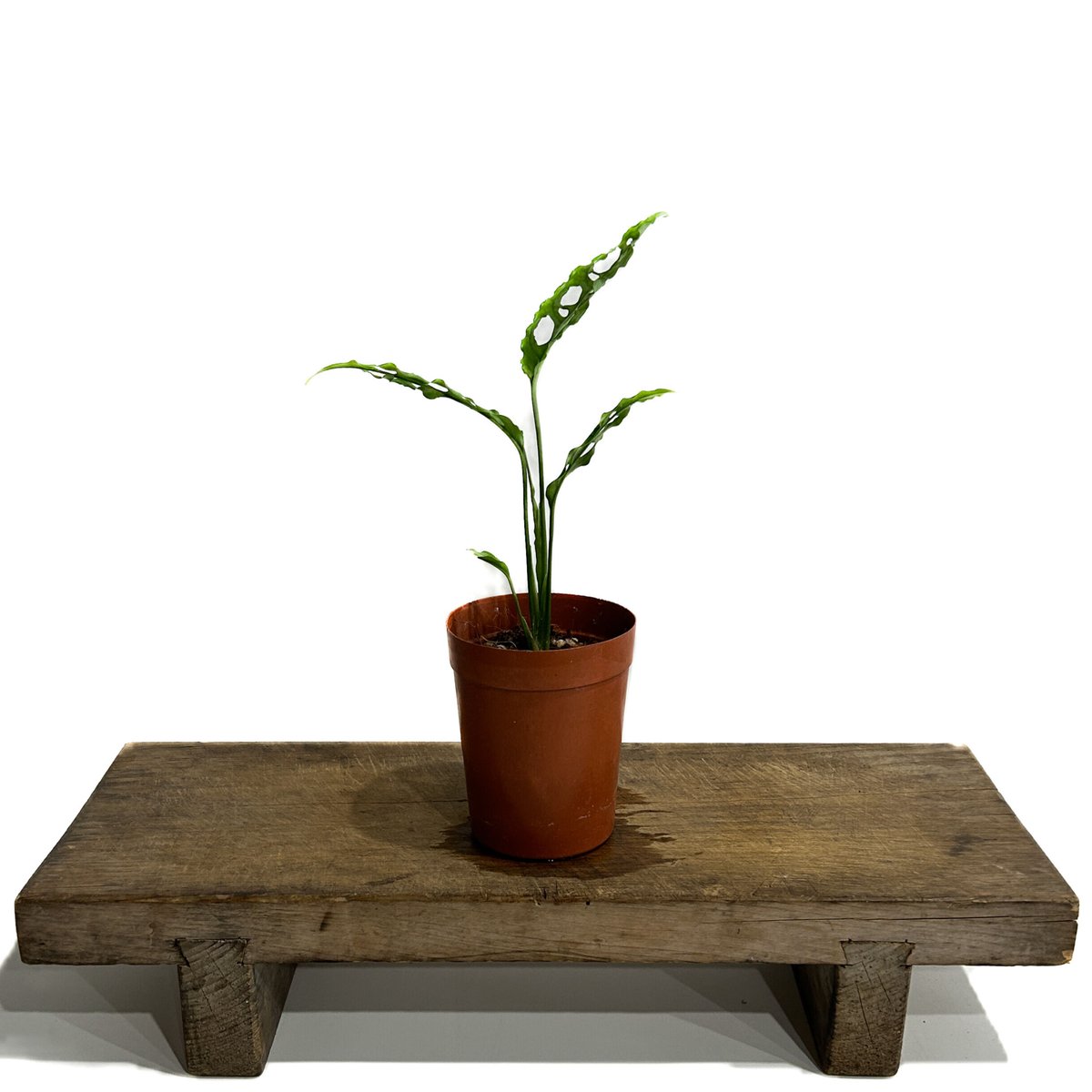 モンステラ オブリクア ペルー「Monstera obliqua Peru」5/28 モンステラ オブリクア ペルー「Monstera obliqua Peru」5/28