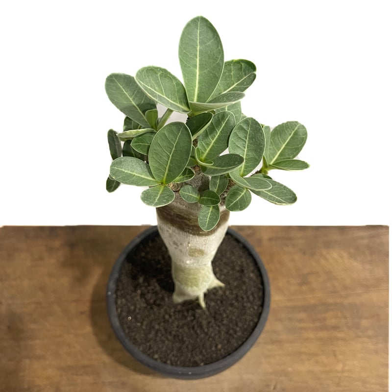 オンライン売れ筋 【ゑ】アデニウム アラビカム ドワーフ Adenium