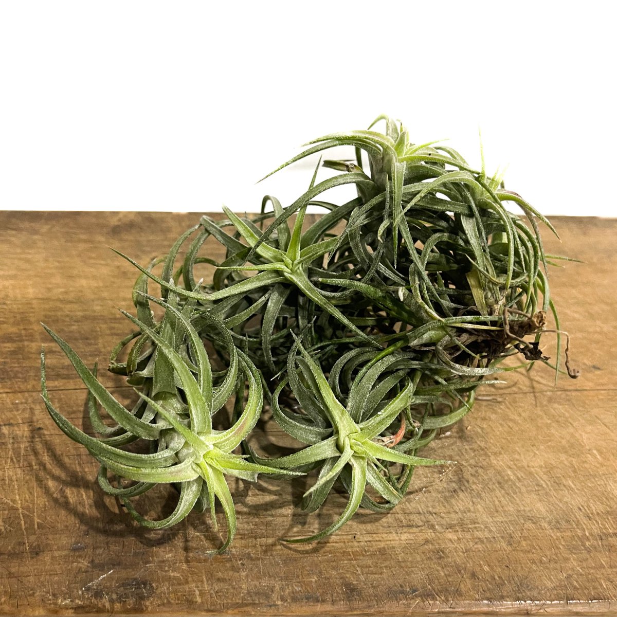 ティランジア イオナンタ バンハイニンギー「Tillandsia ionantha var.