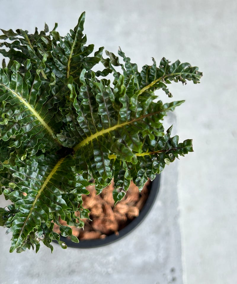 ブレクナム ギッバム ドワーフ ブレクナム ギッバム ドワーフ 「Blechnum gibbum Dwarf 」90H