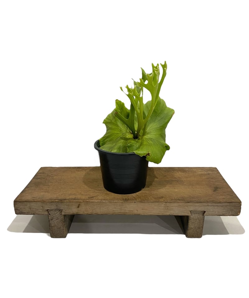 ビカクシダ キッチャクード 細葉 「Platycerium Mt. Kitshakood Th