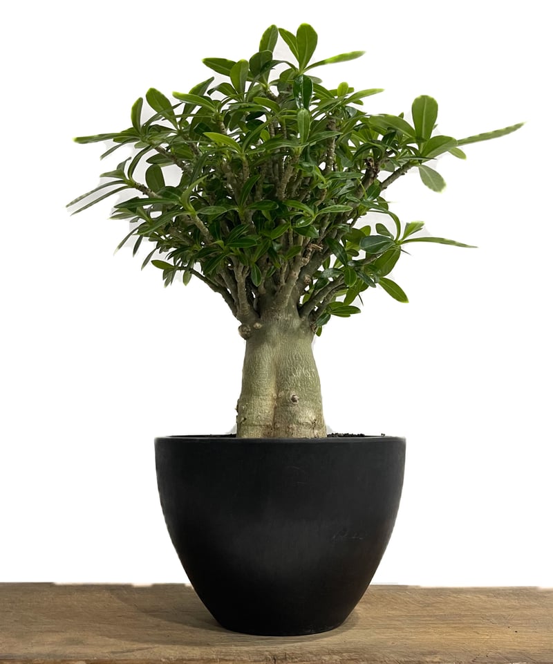 親父93　　斑入り　アデニウム・オベスム　 Adenium Ｏbesum アデニウム：オベスム バリエガータ（斑入り）4号鉢 の通販