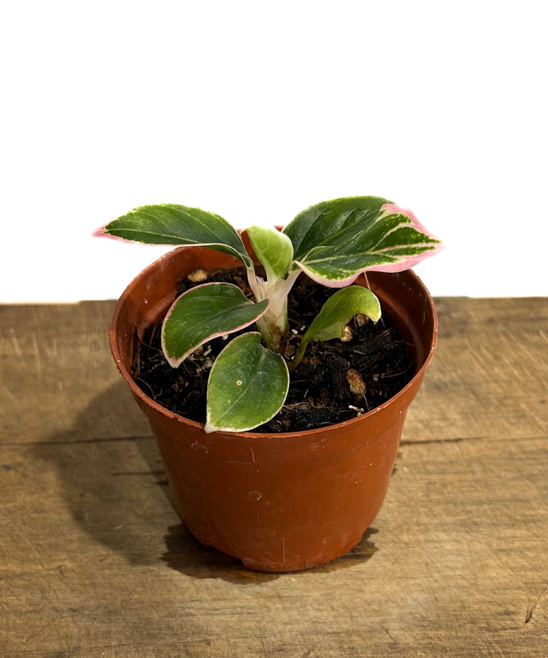 アグラオネマ ロータスデライト アグラオネマ ロータス デライト 「Aglaonema Lotus Delight」22F |