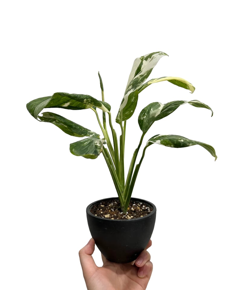 モンステラ レクレリアナ 斑入 「Monstera lechleriana variegata