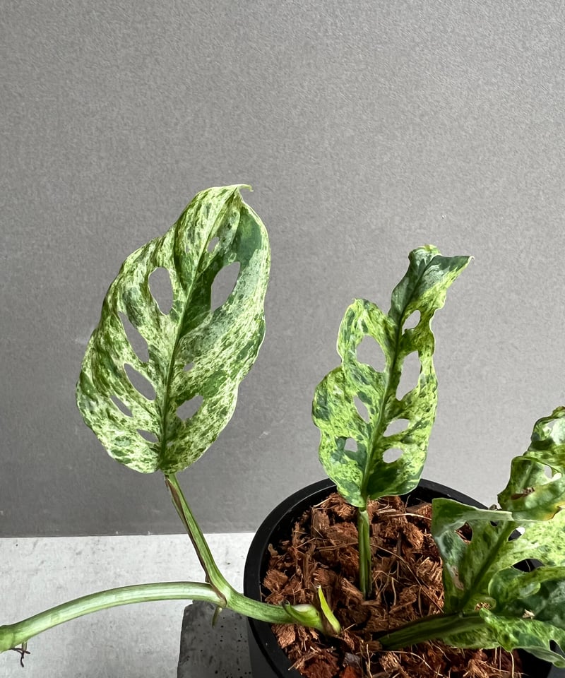 希少 モンステラ ラニアタ モトルド 斑入り Yahoo!オークション - 「12」 Monstera Laniata Mottled