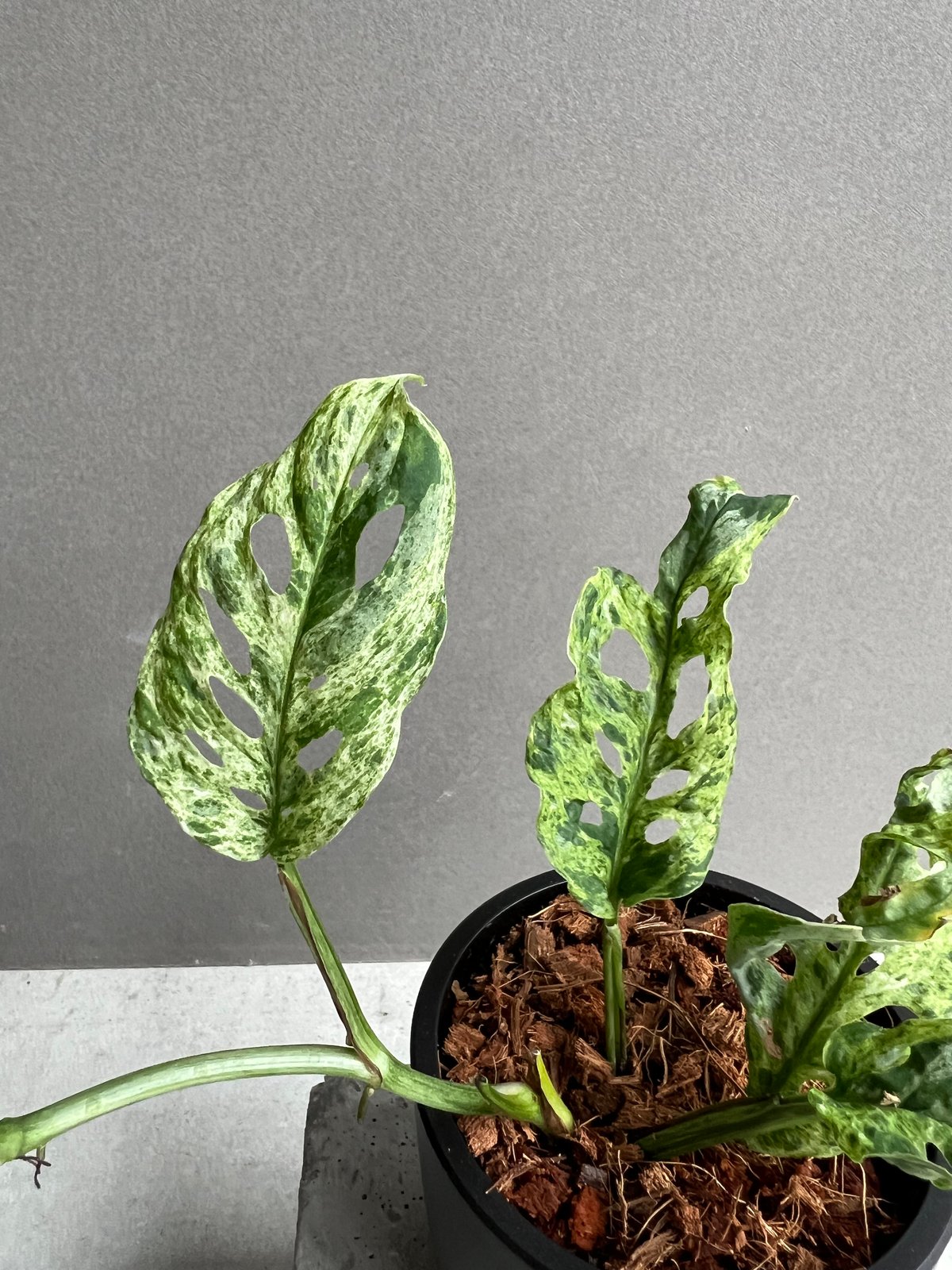 ＊モンステラ＊ミント＊Monstera＊Mint＊ モンステラデリシオーサ ボルシギアナ ミント( Monstera