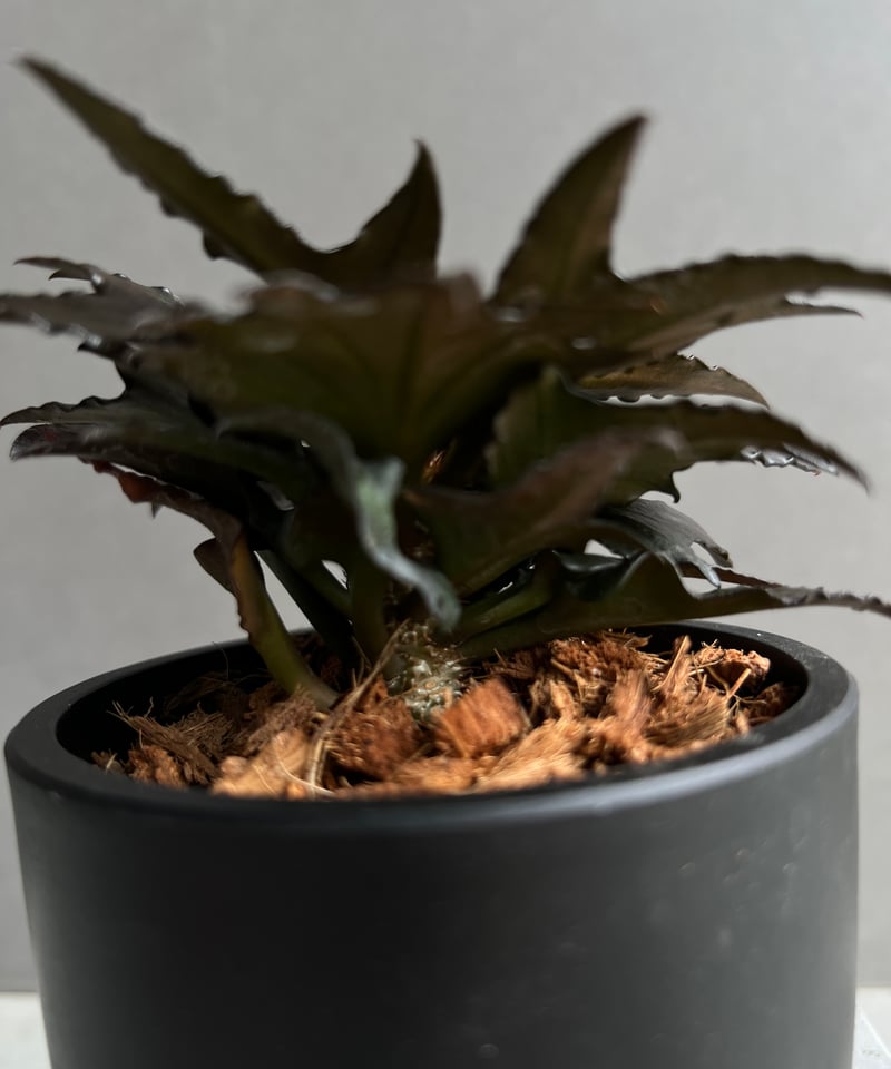 ユーフォルビア フランコイシー “エスプレッソ”「 Euphorbia