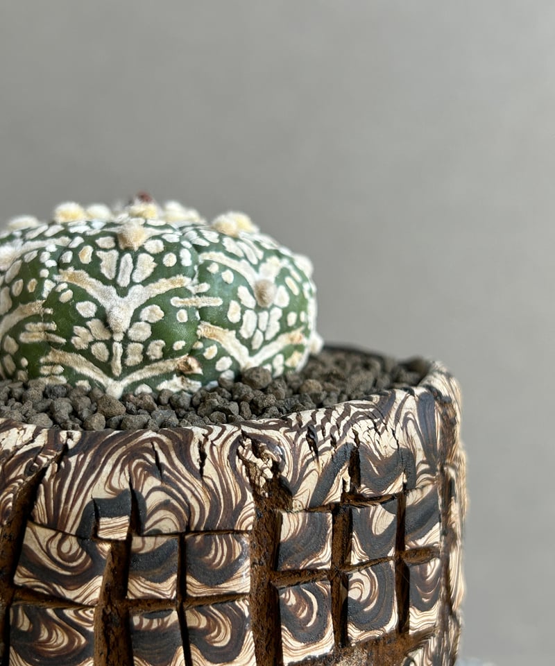 アストロフィツム 兜 Vタイプ (実生苗) + plantsmonsters pot「Astr