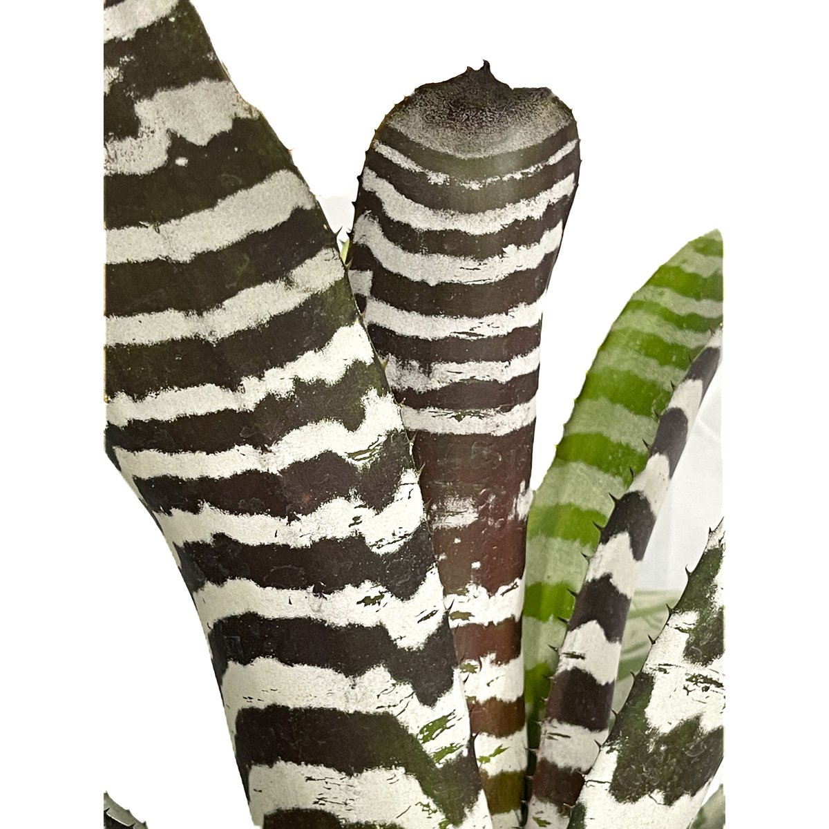 パフィオ777 Aechmea Black Ebony Aechmea chantinii 'Black Ebony
