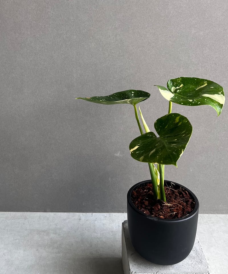 モンステラ デリシオーサ カップケーキ 「Monstera deliciosa Cupcake