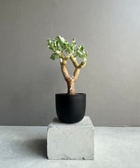 アグラオネマ タマラ 「Aglaonema Tamara」62X | SHOUCHIKUEN