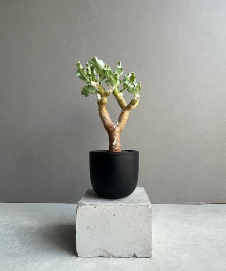 専用　フローレンス錦　抜き苗 ジフィーセブンC苗 茎ブロッコリー スティックセニョール｜種（タネ