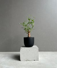 アデニウム タイソコトラナム ”ブラック”+pmp 「Adenium Thai socotr