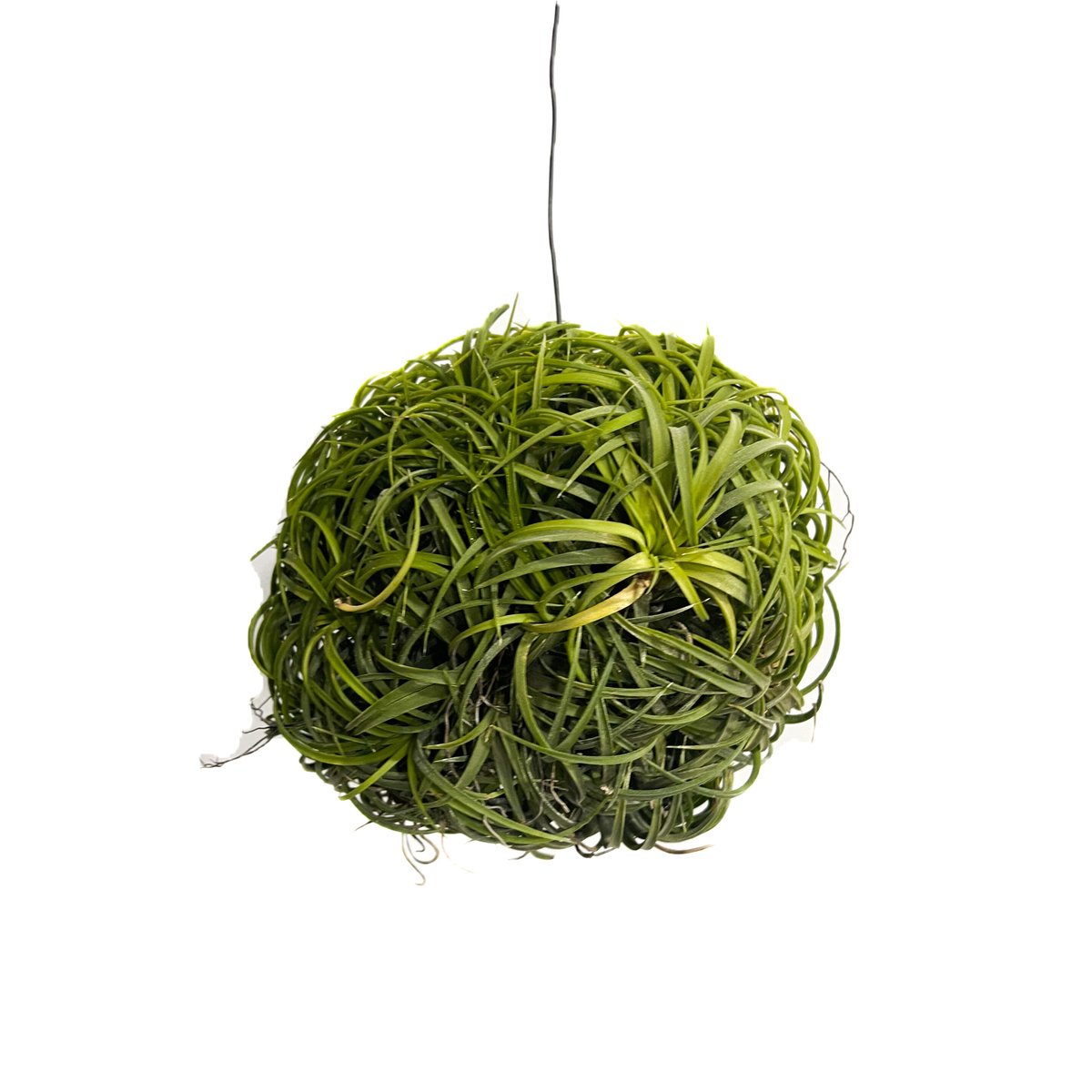 ティランジア イオナンタ ドゥルイド ボールタイプ「Tillandsia