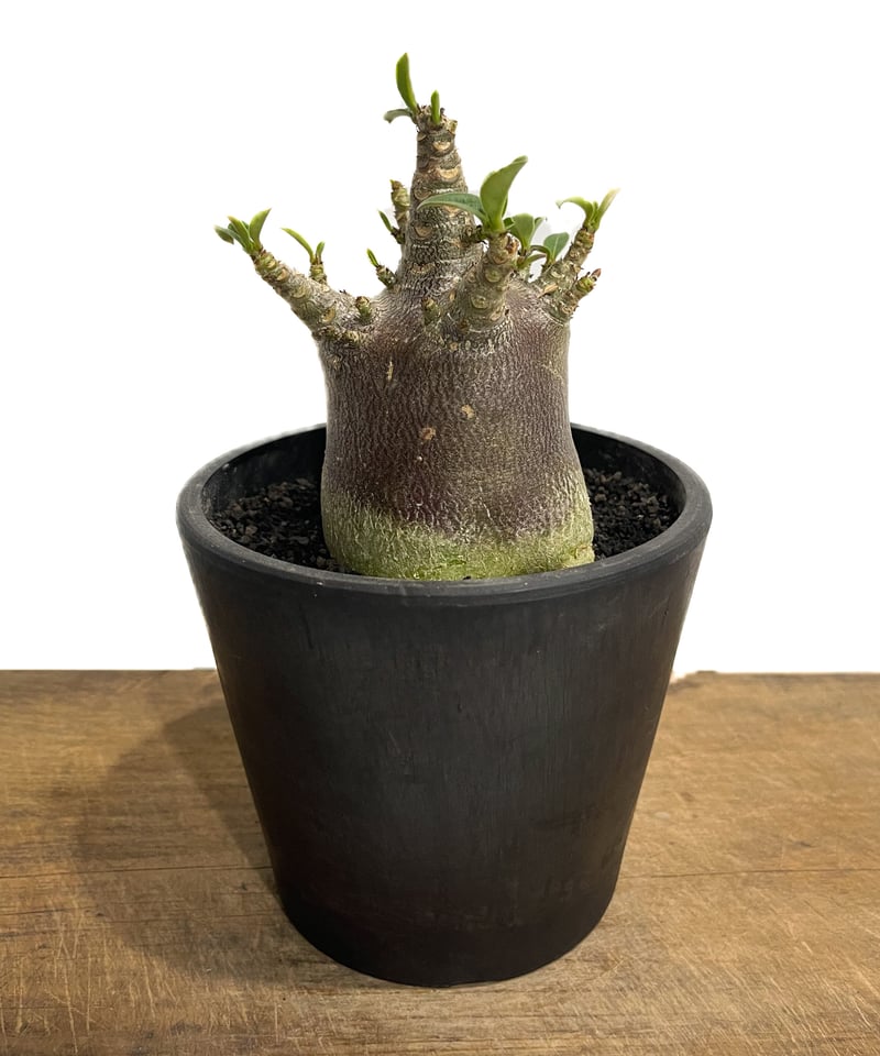 アデニウム アラビカムドワーフ タイプ “ブラック”「Adenium