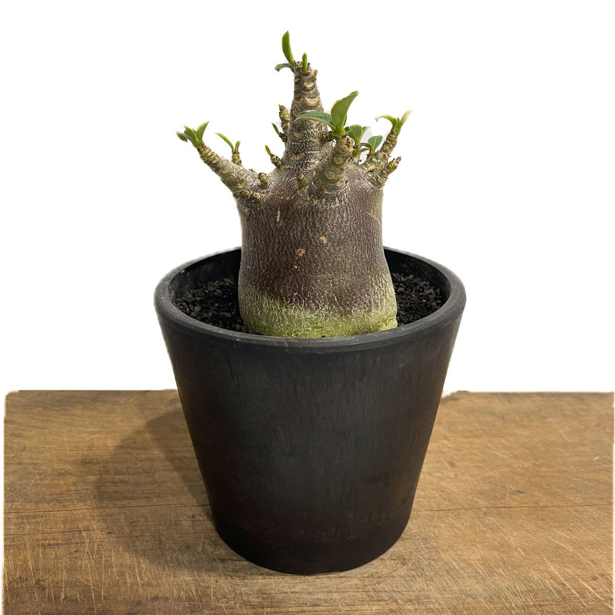 アポロ【激レア/ドワーフ/極太】アデニウム アラビカム V2ハック 1-8 アポロ様専用【激レア/ドワーフ/極太】アデニウム アラビカム V2