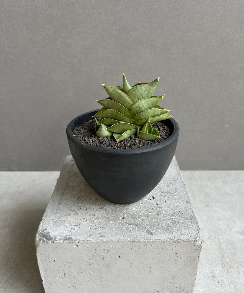 サンセベリア サン ラック 「Sansevieria San Luk」31G | SHOUCH
