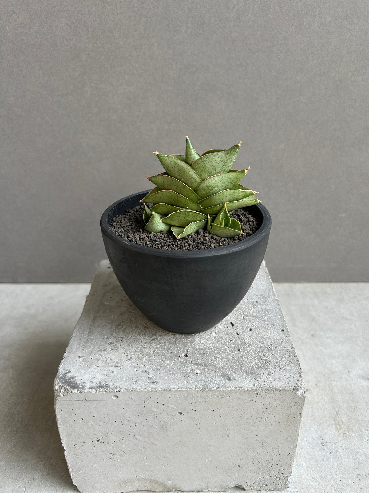 サンセベリア サン ラック 「Sansevieria San Luk」31G | SHOUCH