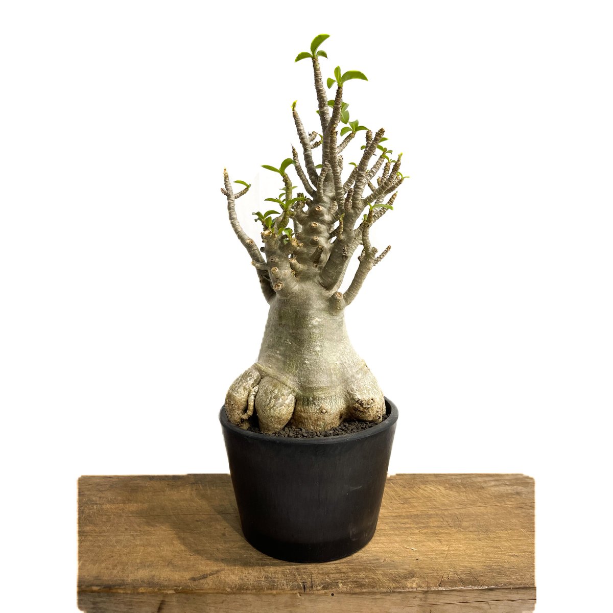 【極美株】アデニウム ソコトラナム 選抜株/ Adeniumsocotranu fit=scale-down,w=1200