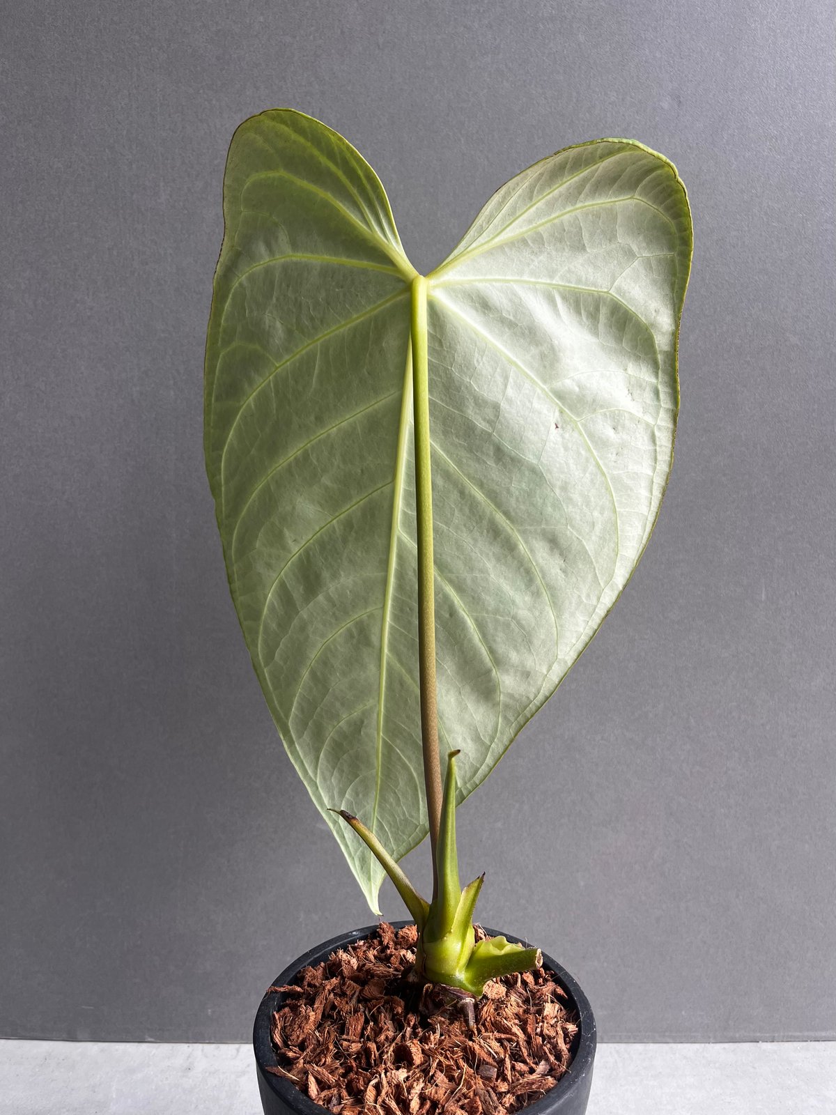 Anthurium regale アンスリウム　レガレ アンスリウム・レガレ / Anthurium Regale㉓│観葉植物