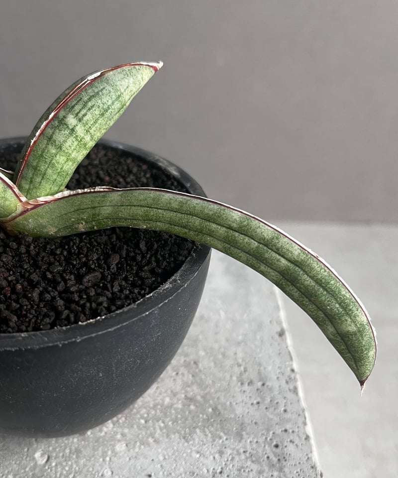 ユ*#様 サンスベリア　エイレンシス Sansevieria Eilensis【artPLANTs】サンスベリア/サンセベリア