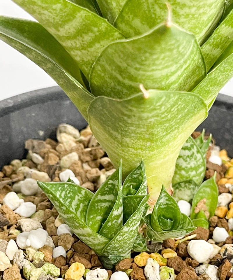サンセベリア インドネシアン ハイタワー 「Sansevieria Indonesian Hi