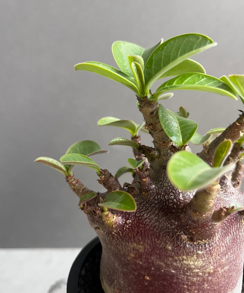 アデニウム アラビカム スーパー ドワーフ “ブラック” 「Adenium